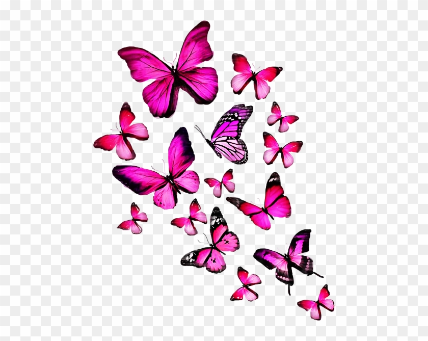 Borboletas Png Fundo Transparente
