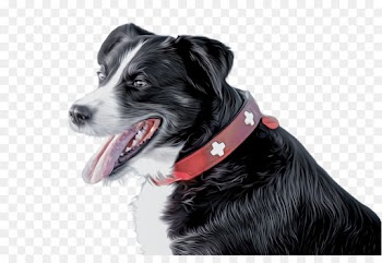 Border collie