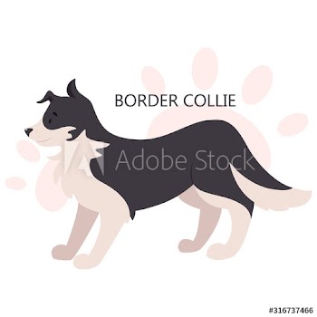 Border collie