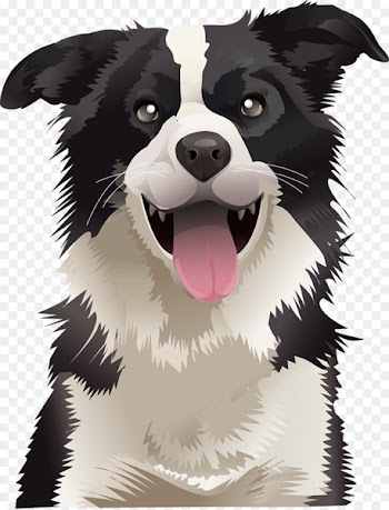Border Collie Australian Shepherd German Shepherd Australian Kelpie English Shepherd - puppy 
