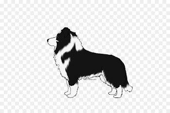 Border Collie Dog breed Rough Collie Herding dog /m/02csf - rng frame 