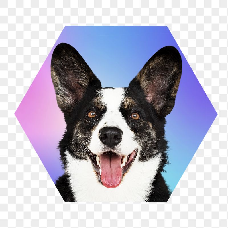 Border collie dog png, hexagon | Free PNG - rawpixel