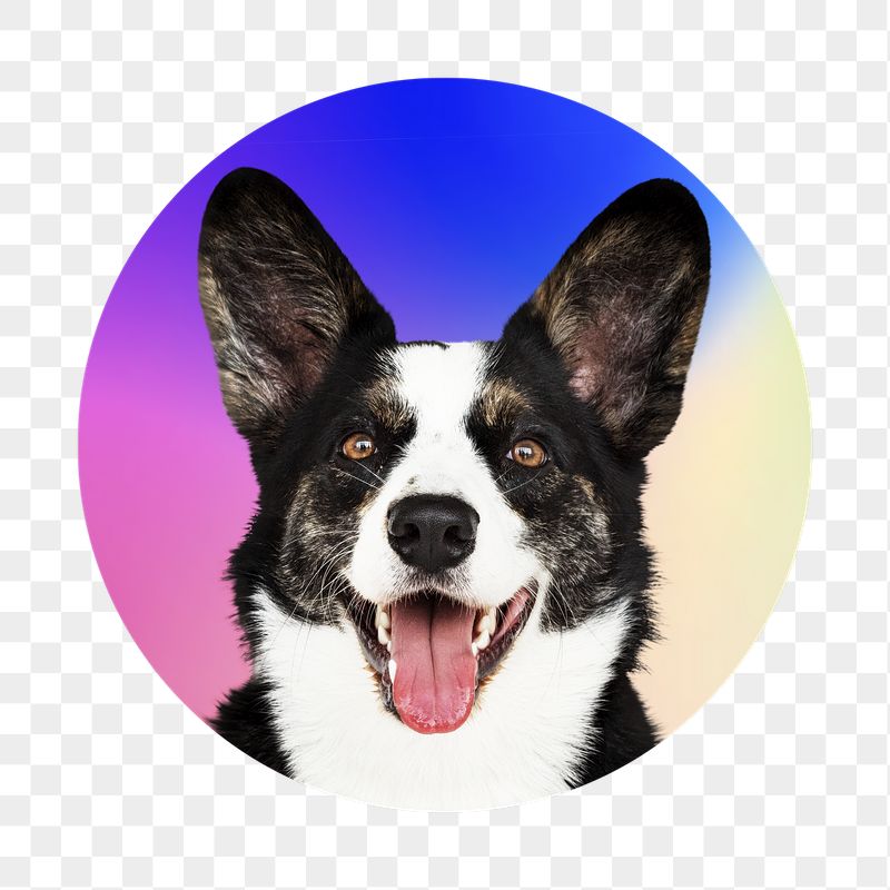 Border collie dog png, round | Free PNG - rawpixel