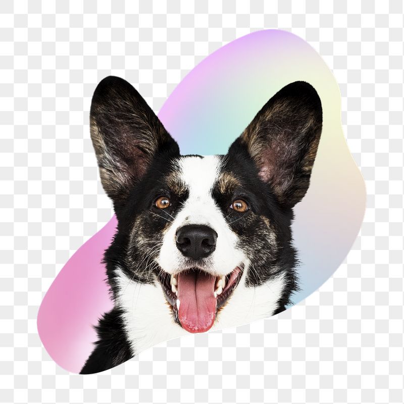 Border collie dog png, transparent | Free PNG - rawpixel