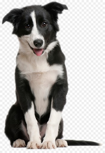 Border Collie Puppy Pet sitting Cat Horse - Cute smile is sitting on the side of the dog 