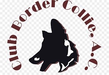 Border Collie Rough Collie Cat Sheltie - cat 