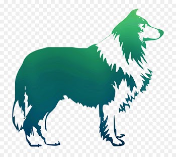 Border Collie Rough Collie Sheltie Poodle -  