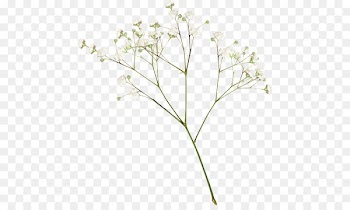 Border Flowers Baby's-breath Rose - peach branch 
