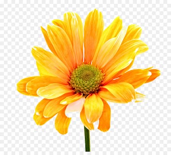 Border Flowers Flower bouquet Clip art - yellow frame 