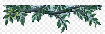 Border Green Flower Wall Decal Sticker - Palm Tree Border Transparent