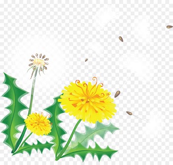 Borders And Frames, Common Dandelion, Dandelion Coffee, Flower, Yellow PNG
