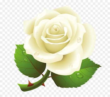 Borders And Frames, Rose, Desktop Wallpaper, White PNG