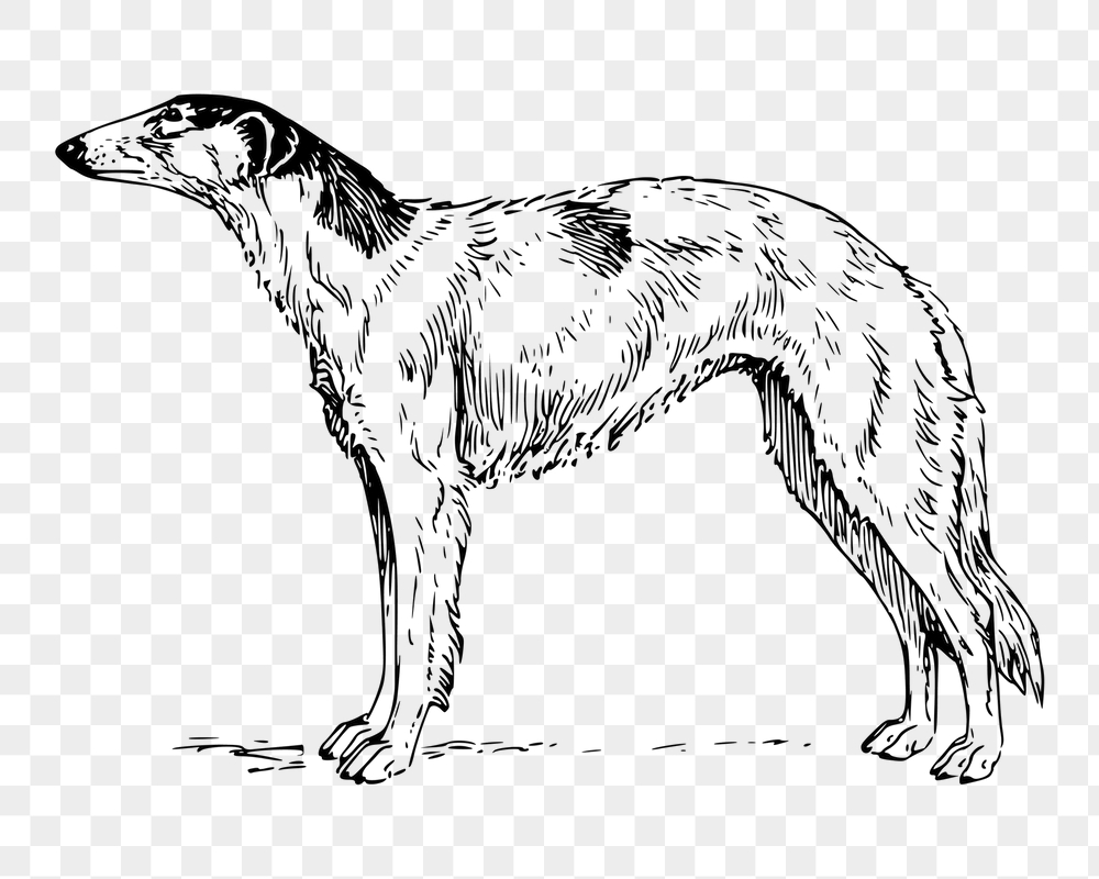 Borzoi dog png sticker, animal | Free PNG - rawpixel