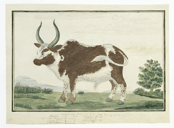 Bos taurus: Namaqua Ox or | Free Photo - rawpixel