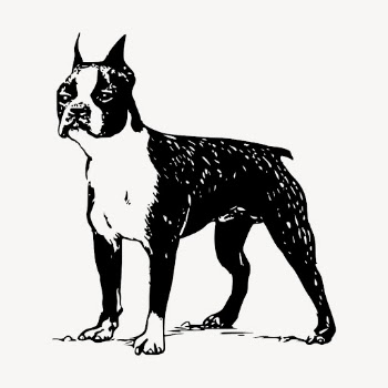 Boston Terrier dog drawing clipart, | Free Vector - rawpixel