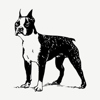 Boston Terrier dog drawing, vintage | Free PSD - rawpixel
