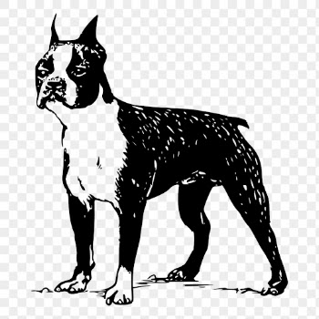 Boston Terrier dog png drawing | Free PNG - rawpixel