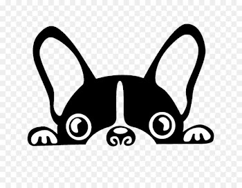 Boston Terrier French Bulldog Brazilian Terrier Puppy - Black and white puppy 