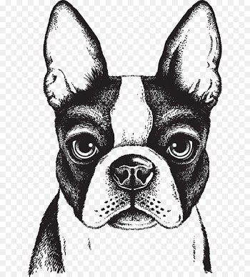 Boston Terrier French Bulldog Puppy - Painted dog 