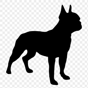 Boston Terrier png dog sticker | Free PNG - rawpixel