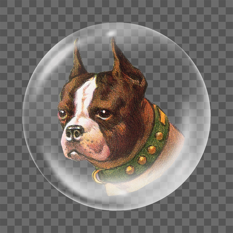 Boston terrier png dog sticker, | Free PNG - rawpixel