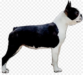 Boston Terrier Toy Bulldog Dog breed Companion dog English White Terrier -  