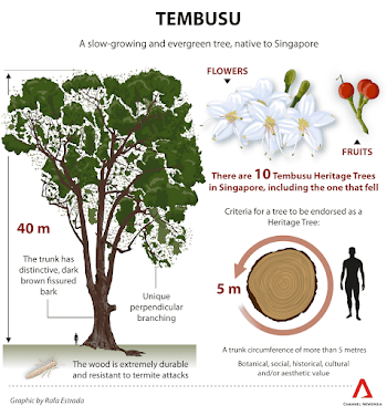 Botanic Gardens' Tembusu tree that fell last inspected in ...