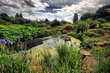 botanic_pond.jpg