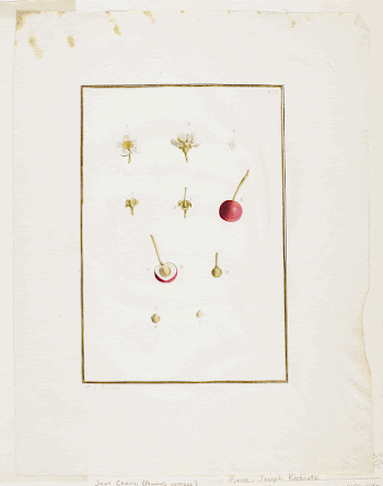 Botanical Dissection: Sour Cherry (Prunus | Free Photo - rawpixel