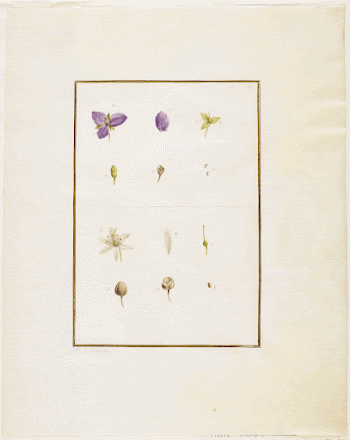 Botanical Dissection: Spidorwort and Senna. | Free Photo - rawpixel