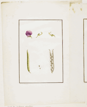 Botanical Dissection: Sweet Pea (Lathyrus | Free Photo - rawpixel