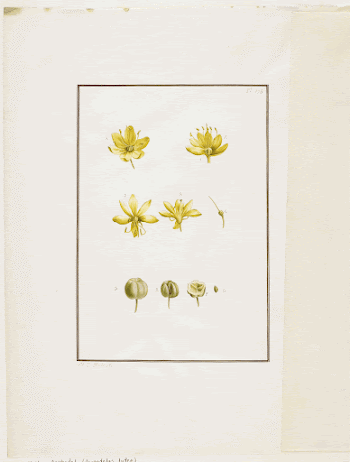 Botanical Dissection: Yellow Asphodel (Asphodelus | Free Photo - rawpixel