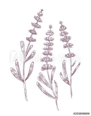Botanical drawing of lavender flowers and leaves hand drawn with contour lines on white background