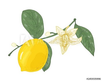 Botanical drawing of lemon tree branch with flowers, buds and leaves isolated on white background