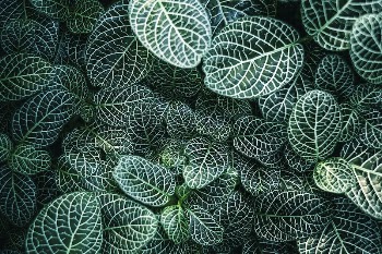 Botanical Garden, Gen&egrave;ve, Switzerland. Original | Free Photo - rawpixel