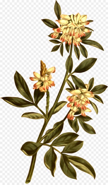 Botanical illustration Botany Banksia Flower Illustration - flower 