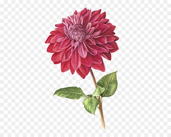 Botanical illustration Botany Drawing Dahlia pinnata Illustration - Watercolor flowers 