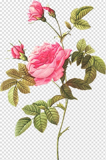 Botanical illustration Botany Les roses Flower, flower transparent background PNG clipart