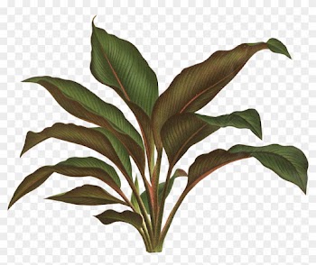 Botanical Illustration Botany Plant Drawing - Jungle Plant Png