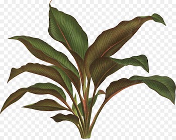 Botanical illustration Botany Plant Drawing - tropical leaf 