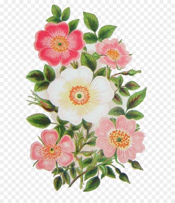 Botanical illustration Botany Stock illustration Vector graphics - rose bloom 