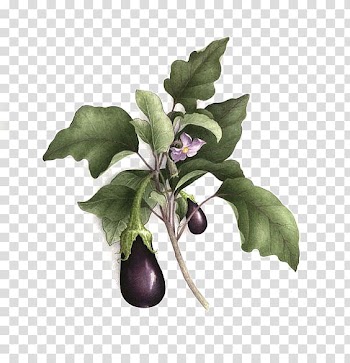 Botanical illustration Botany Watercolor painting Drawing Illustration, Purple eggplant transparent background PNG clipart