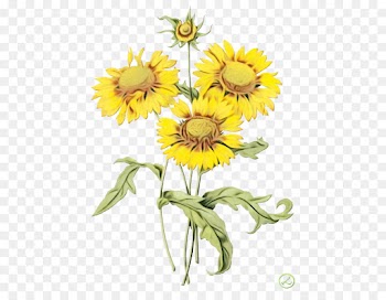 Botanical Illustration, Drawing, Art, Flower, Sunflower PNG