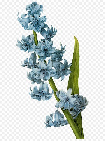 Botanical Illustration, Drawing, Botany, Flower, Flowering Plant PNG
