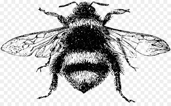 Botanical illustration Drawing Clip art Image - bees dirt holes 