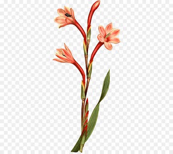 Botanical illustration Drawing Clip art Image - rgb banner 