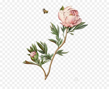 Botanical illustration Drawing Watercolor painting Peony Illustration - Watercolor peony 