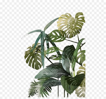 Botanical illustration Drawing Watercolor painting Tropics Illustration - Palm leaf 