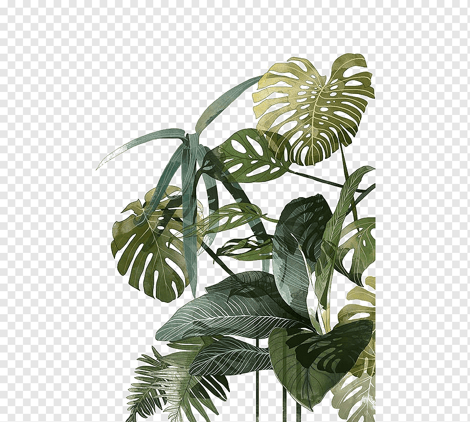 Botanical illustration Drawing Watercolor painting Tropics Illustration, Palm leaf, green leafed plant, texture, botany, leaf png