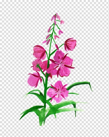 Botanical illustration Flower Drawing , bird watercolor transparent background PNG clipart